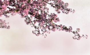 Фотообои Цветущая ветка сакуры